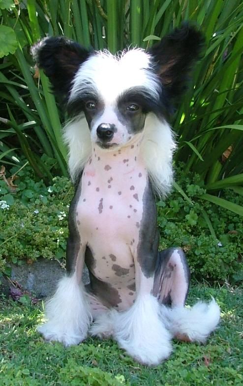 Wumao Catch Me If You Can