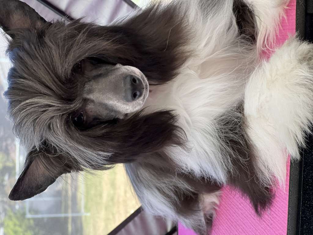 Hexs Good Girl Gone Bad