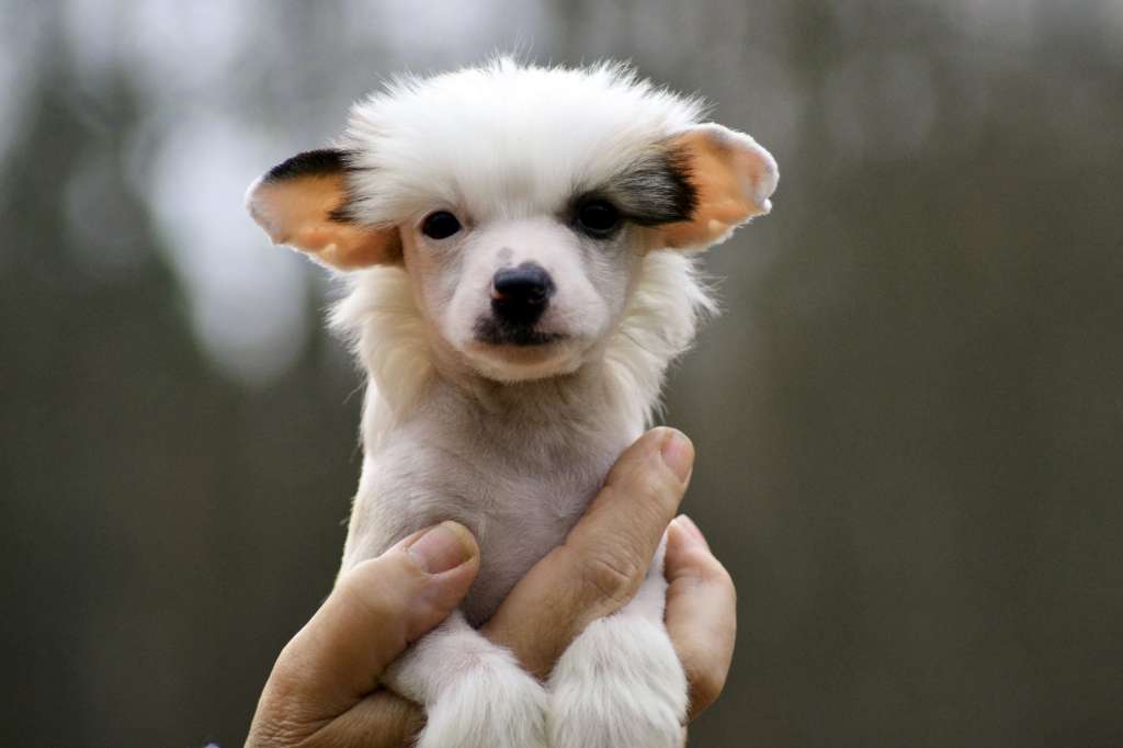 Hundtassens Center Stage