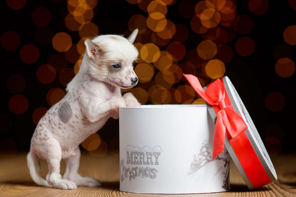 Dogland Happy Secret