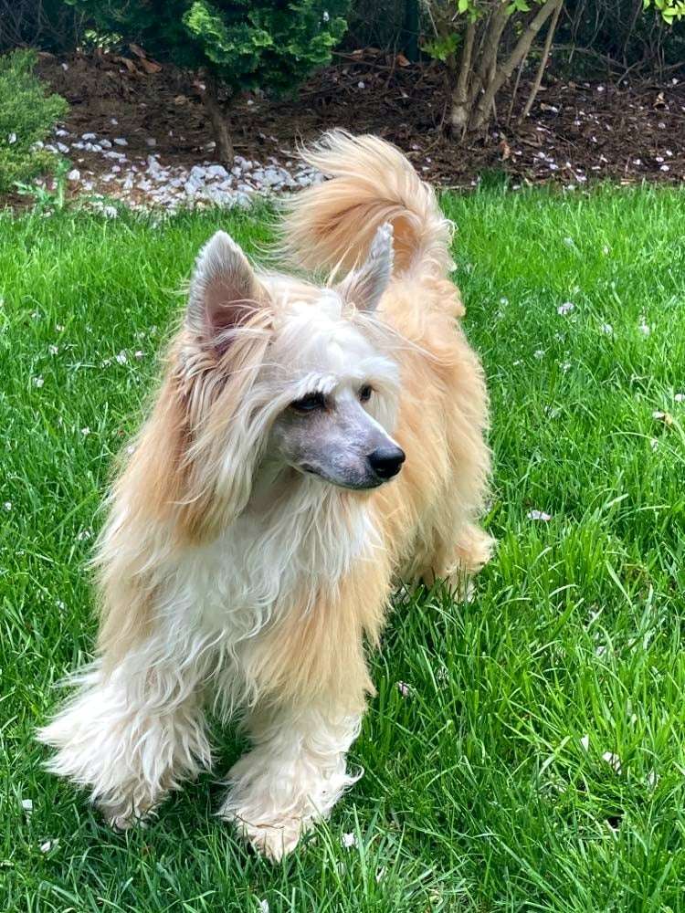 Aslan Princely Black Beautiful