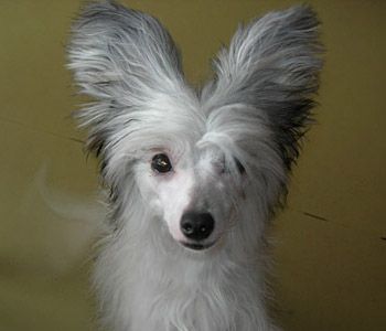 Rovanni Dgokattolo Kennel *C Pride