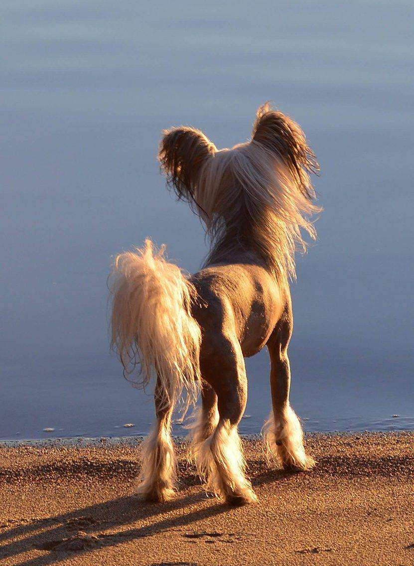 Artic Flyer's It's all about me