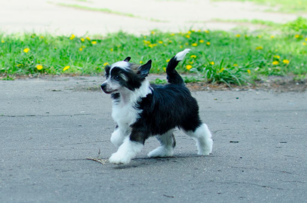 Anna Sky Kennel Da Diva