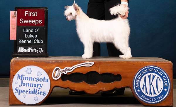 Showy Ladys A League of Her Own