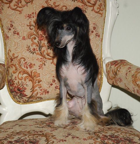 Golden Diamond Cresteds Kelley