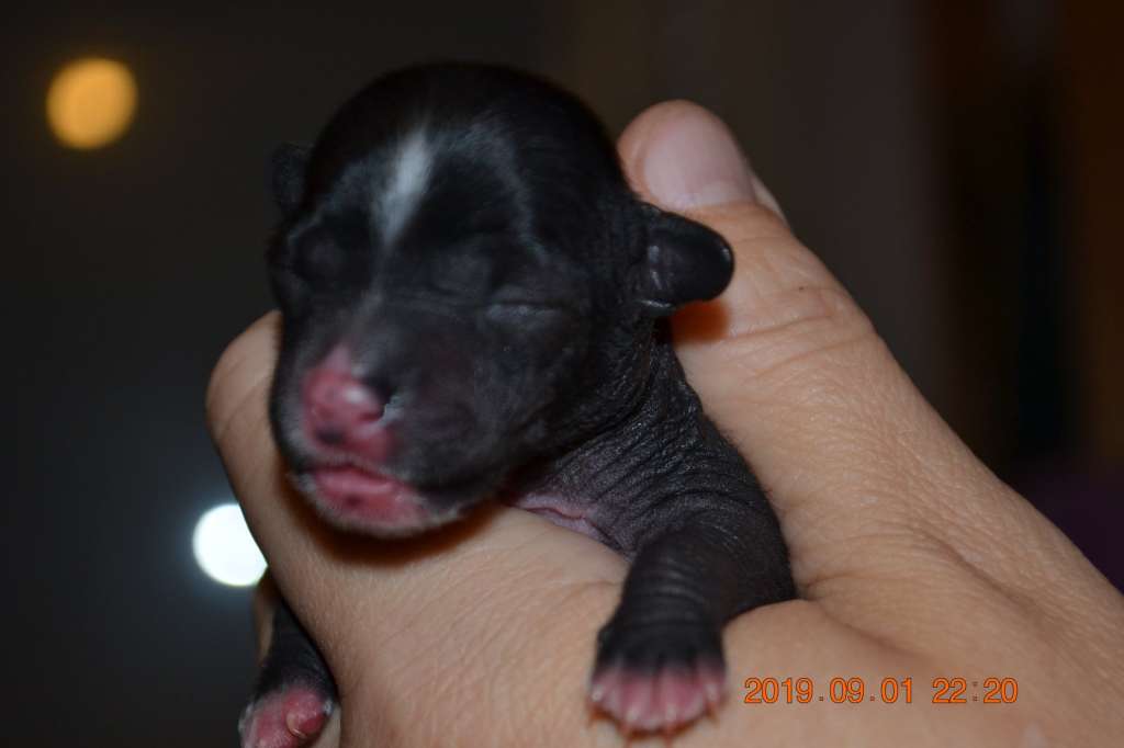 Nightstorms Genevive