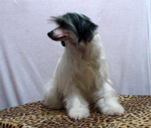 Bi-lav Plus Laska Nejneyshaya