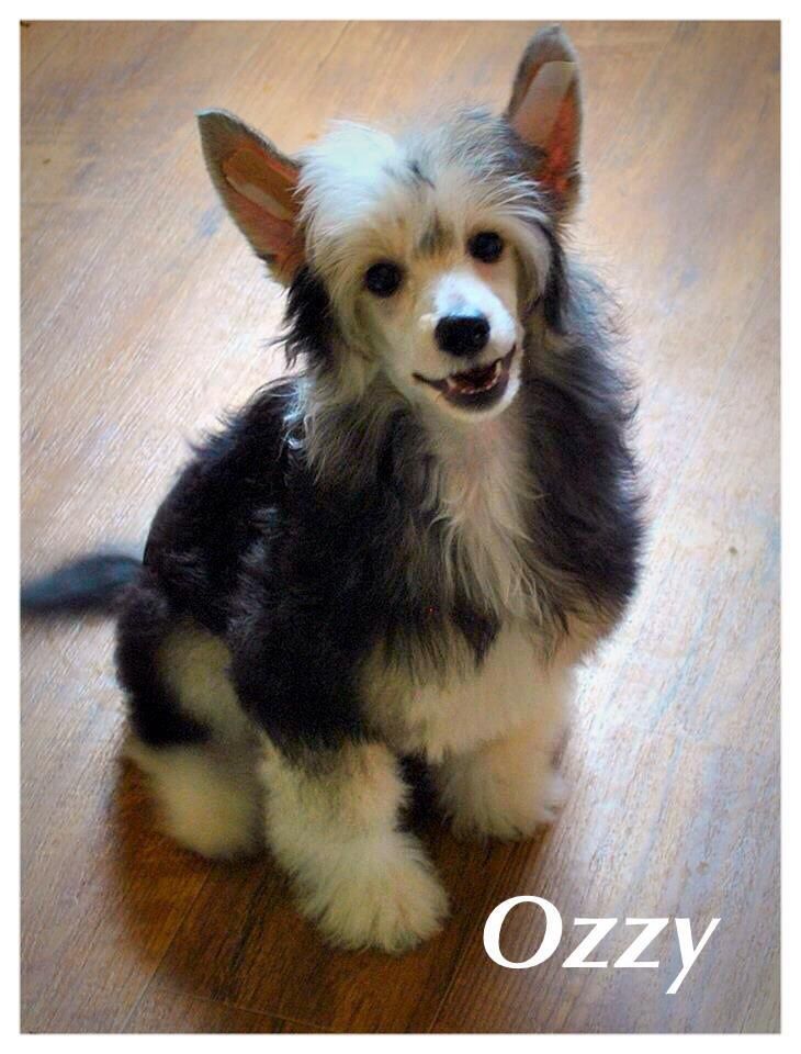 Nina's  K  Fifty Shades Of Gray