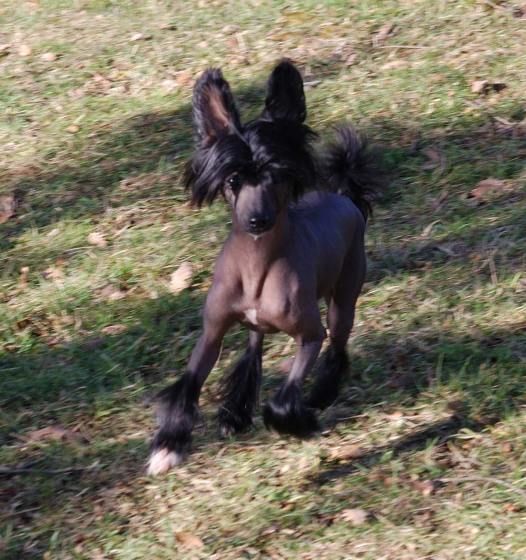 Krazy Horse Top Model De Rama