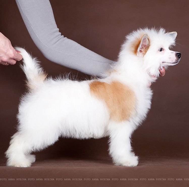 Dogland Happy Zimushka