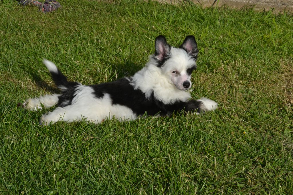 Just So Cute de L'Orée des Rêves