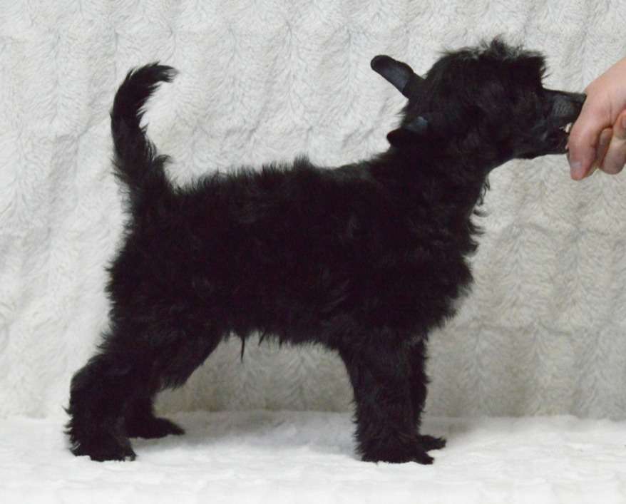 Kaitlin Anniversary Nightfall