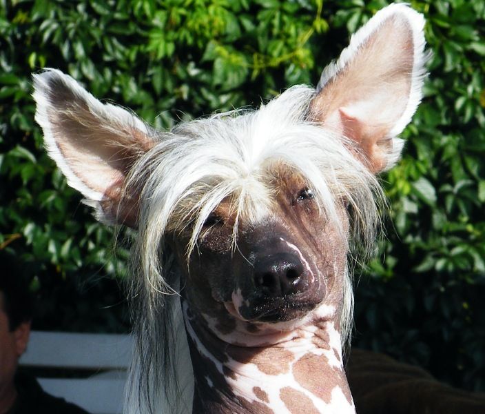 I'm Jolly Ivory Garden Roses