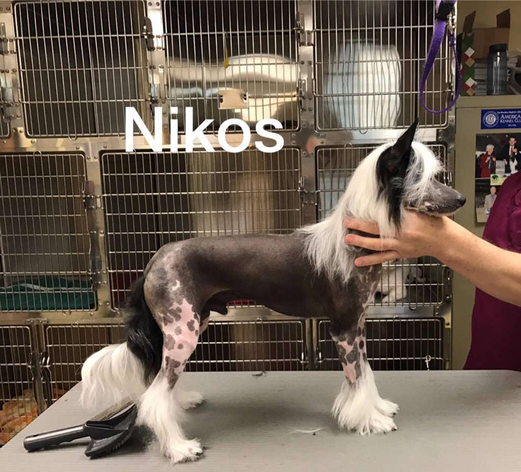 Nina's K Nicos O Chiftis