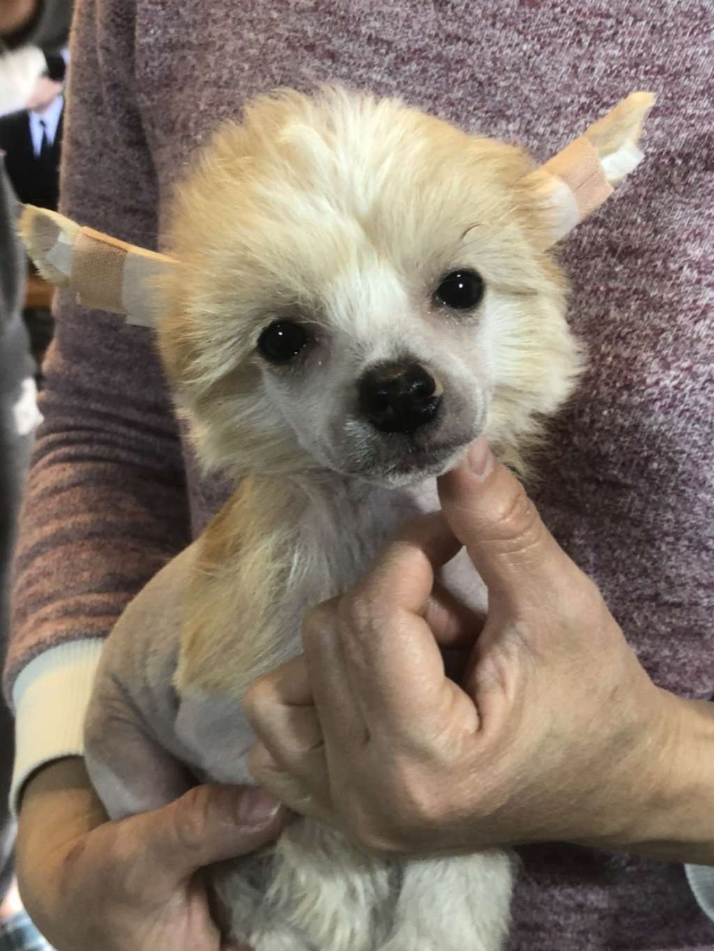 Eternity Sirius Jp Dell