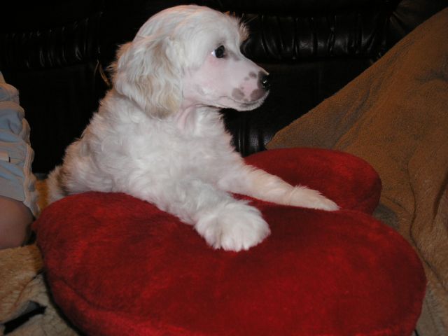 Sárkányföldi Abingó