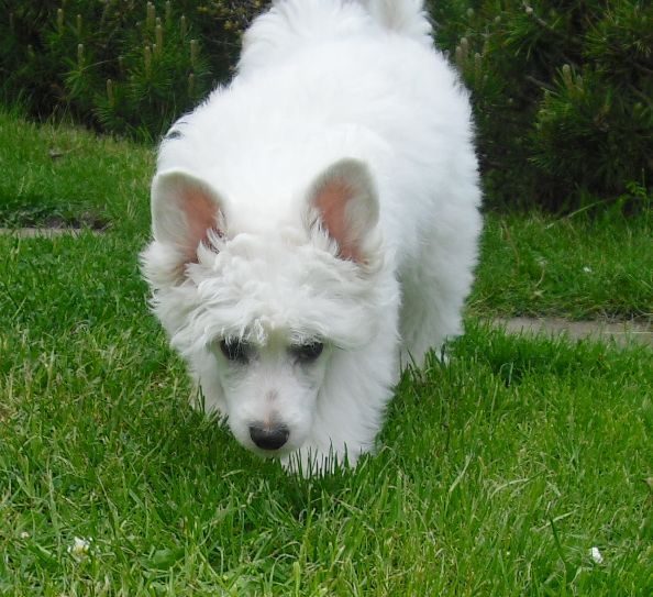 Yunao's Caribou Casar