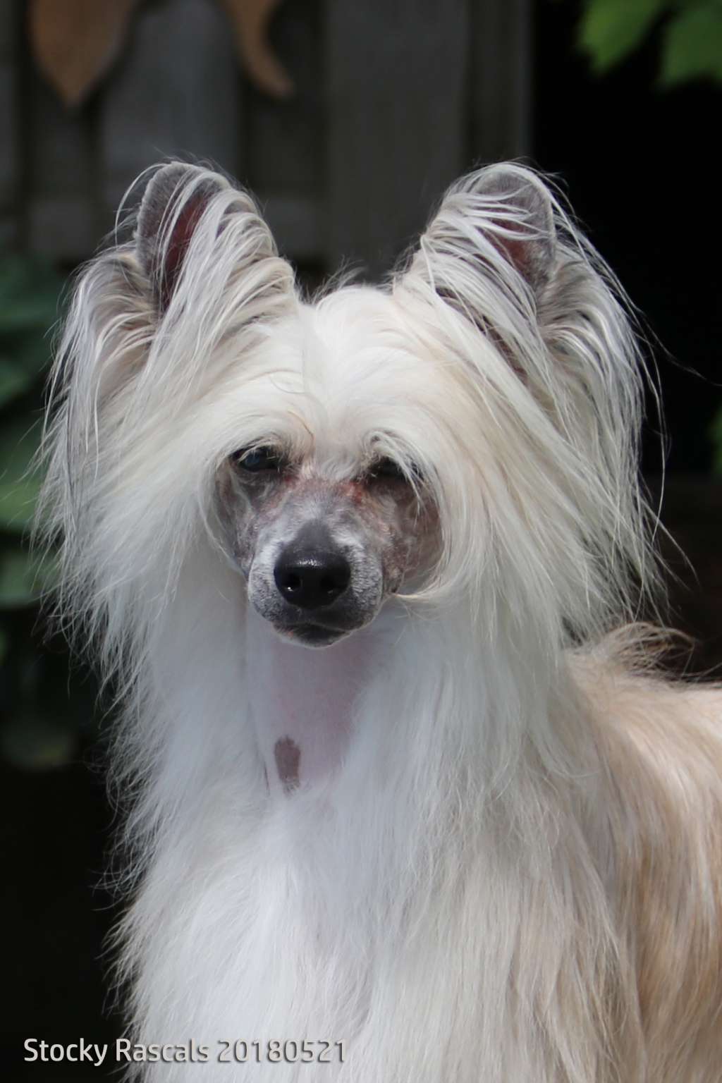 Eagle Eyed Angels Master of Puppets