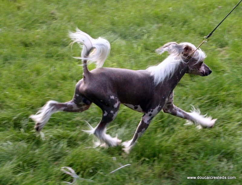 Doucai's I'm Sexy Too At Athanthius