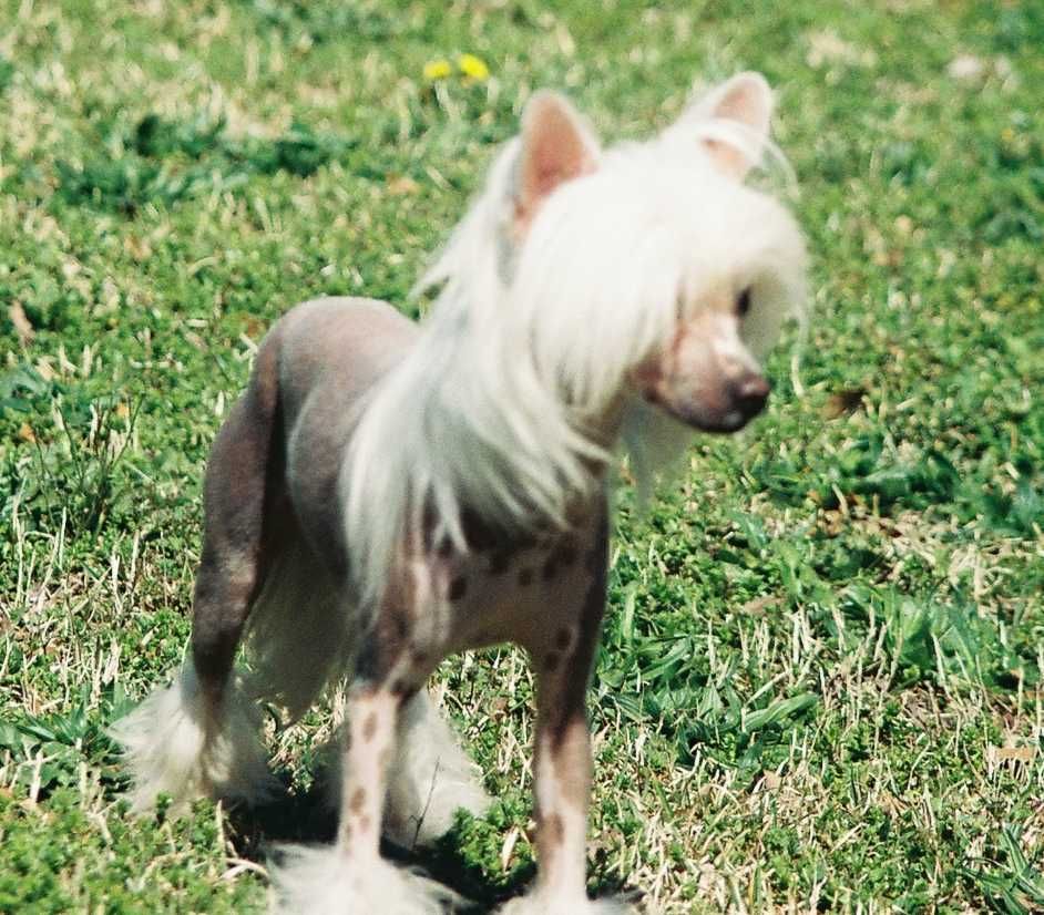 Golden's Legally Blonde to the Max