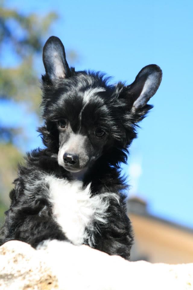 Magnus Staff Eddie Murphy