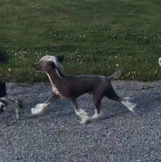 Jean Dark Oops I Did It Again