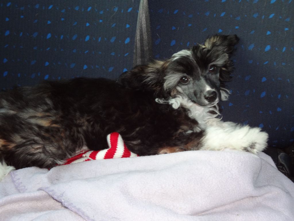 Doucai's For Ever The Tart