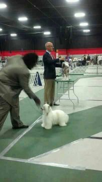 Daretobebare Dream Lover