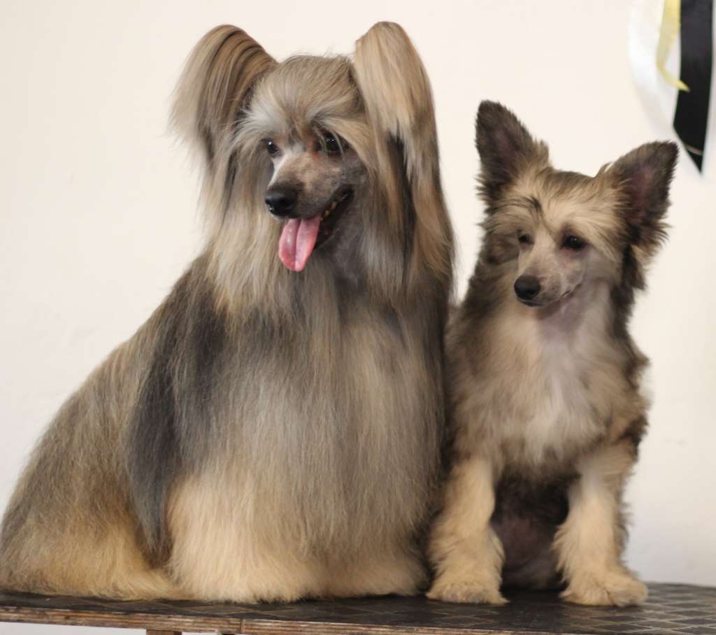 Kabuki Kirei Queen Malverne