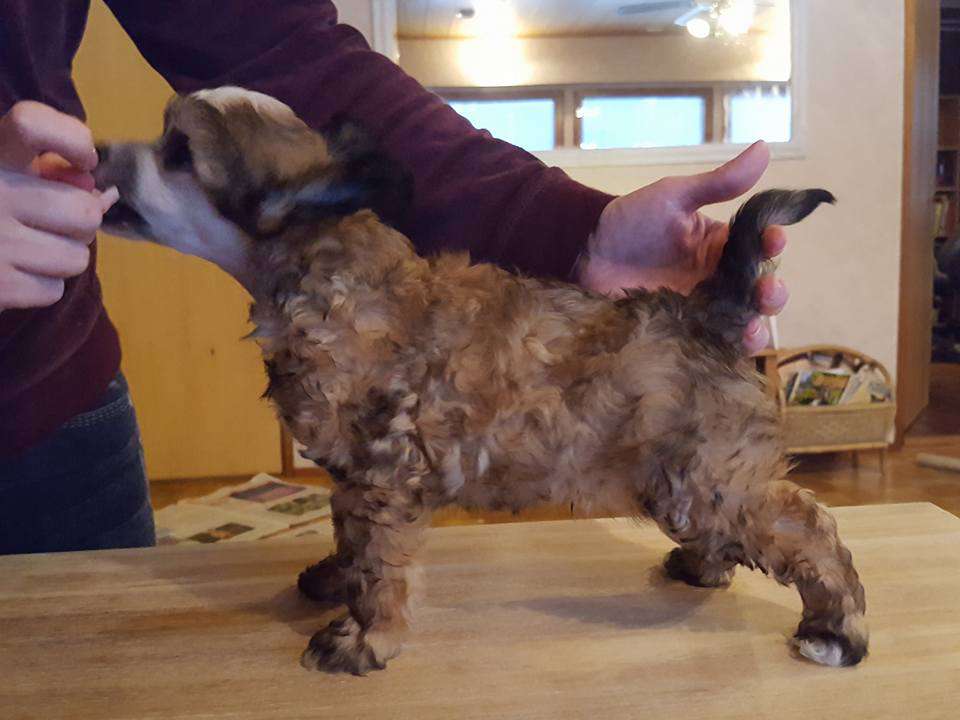 Pinky Twinky Coco Jamboo