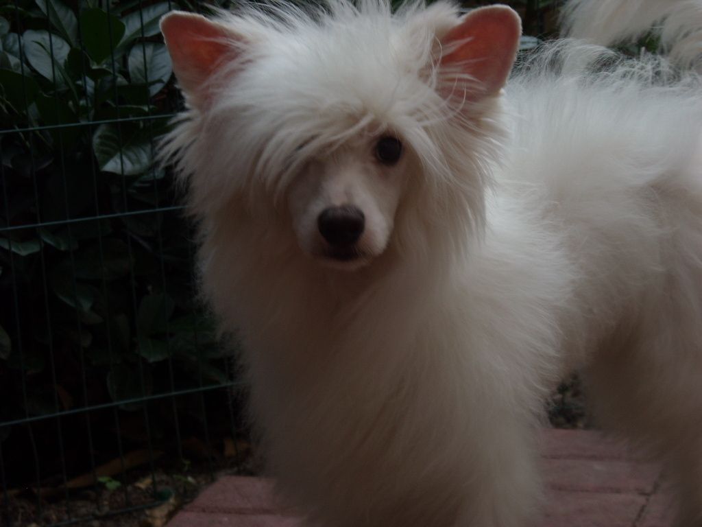 Unique Ulli von Shinbashi