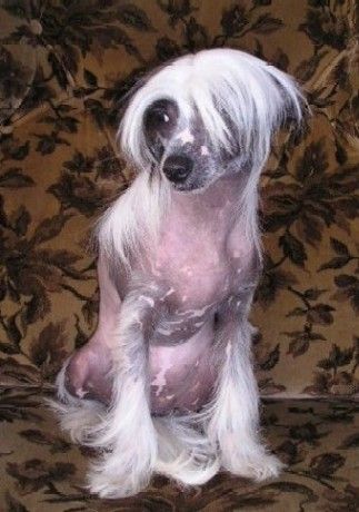 Xantusia Calamity Jane