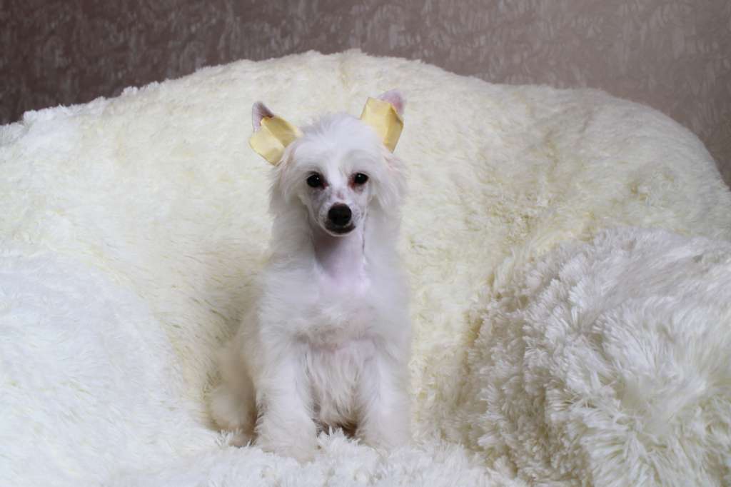 Sol'tanto Energy of Life