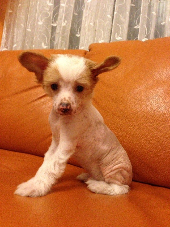 Orero Lovely Kevin Laland