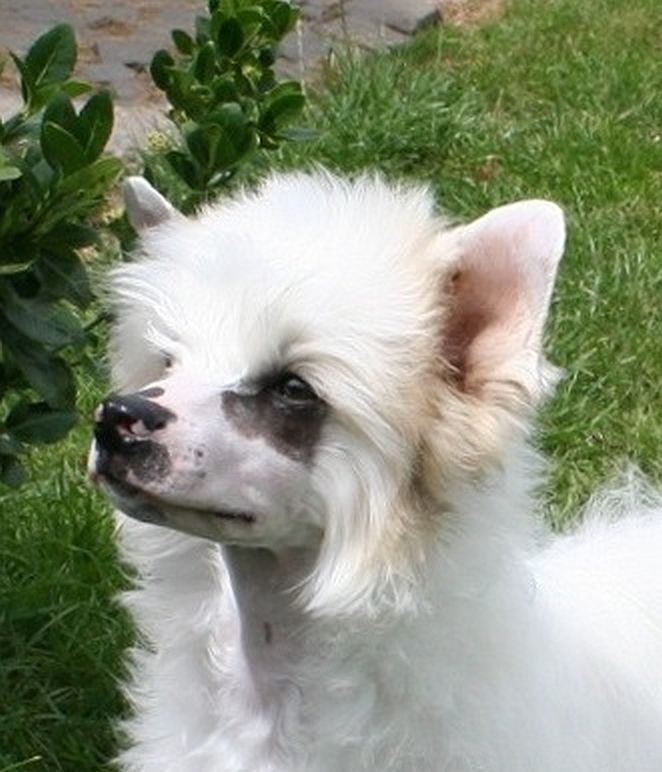 Be My Dog's Liberty For Ccd