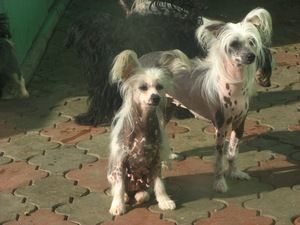 Vellar Pljus Fantastic Girl