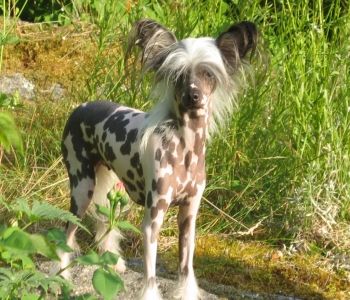 Debless One's Xintai-Wilda