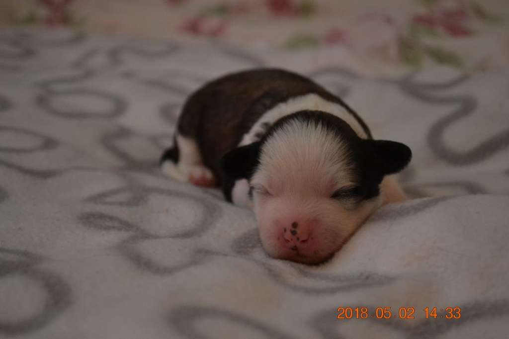 Nightstorms Dandelion