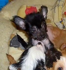 Gallactic Demir Tuvana Zvezdnaya Koketka