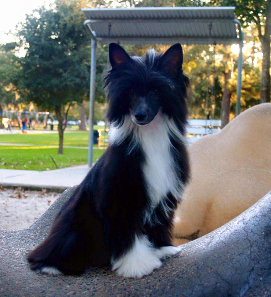 Karen z Jasne hvezdy