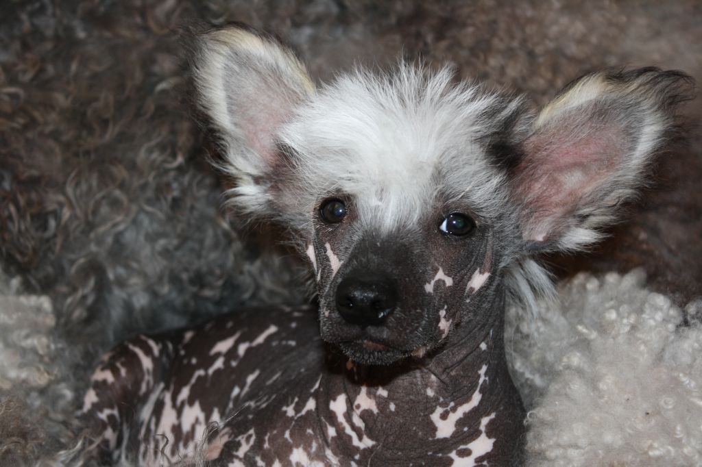 Amcockgarden's Generous Giovanni