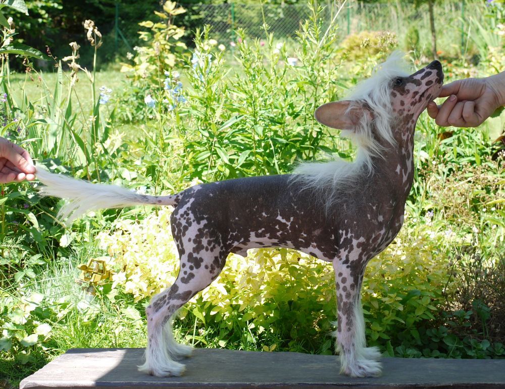 Taijan Dreamer Undressed