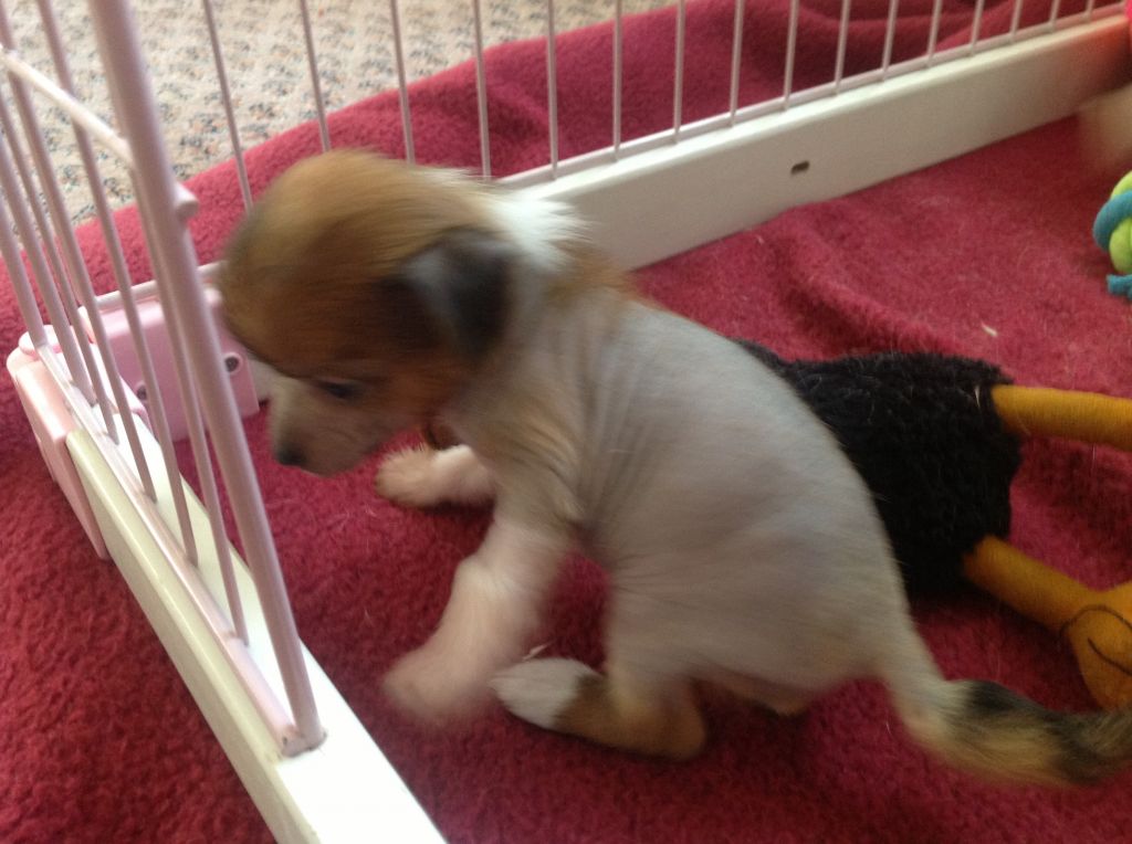 Frendor's Little Wonder