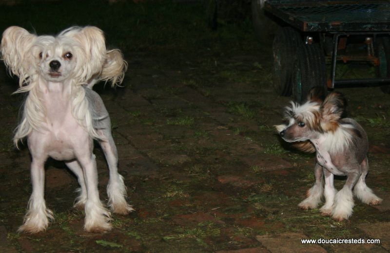 Doucai's Glass Of Red