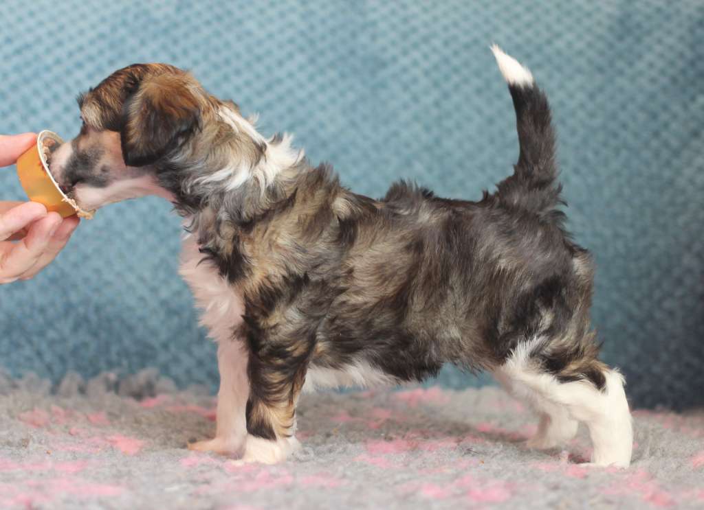 Artic Flyer's Oro Jaska Beana