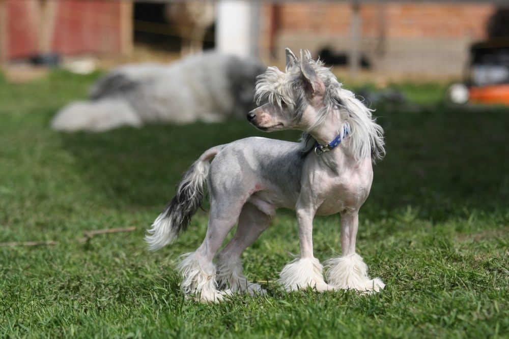 Candy Queen's New Kid In Town