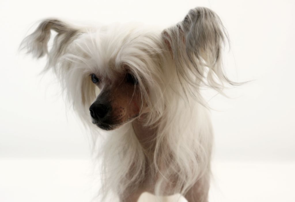 Cipracrest's Fear My Name