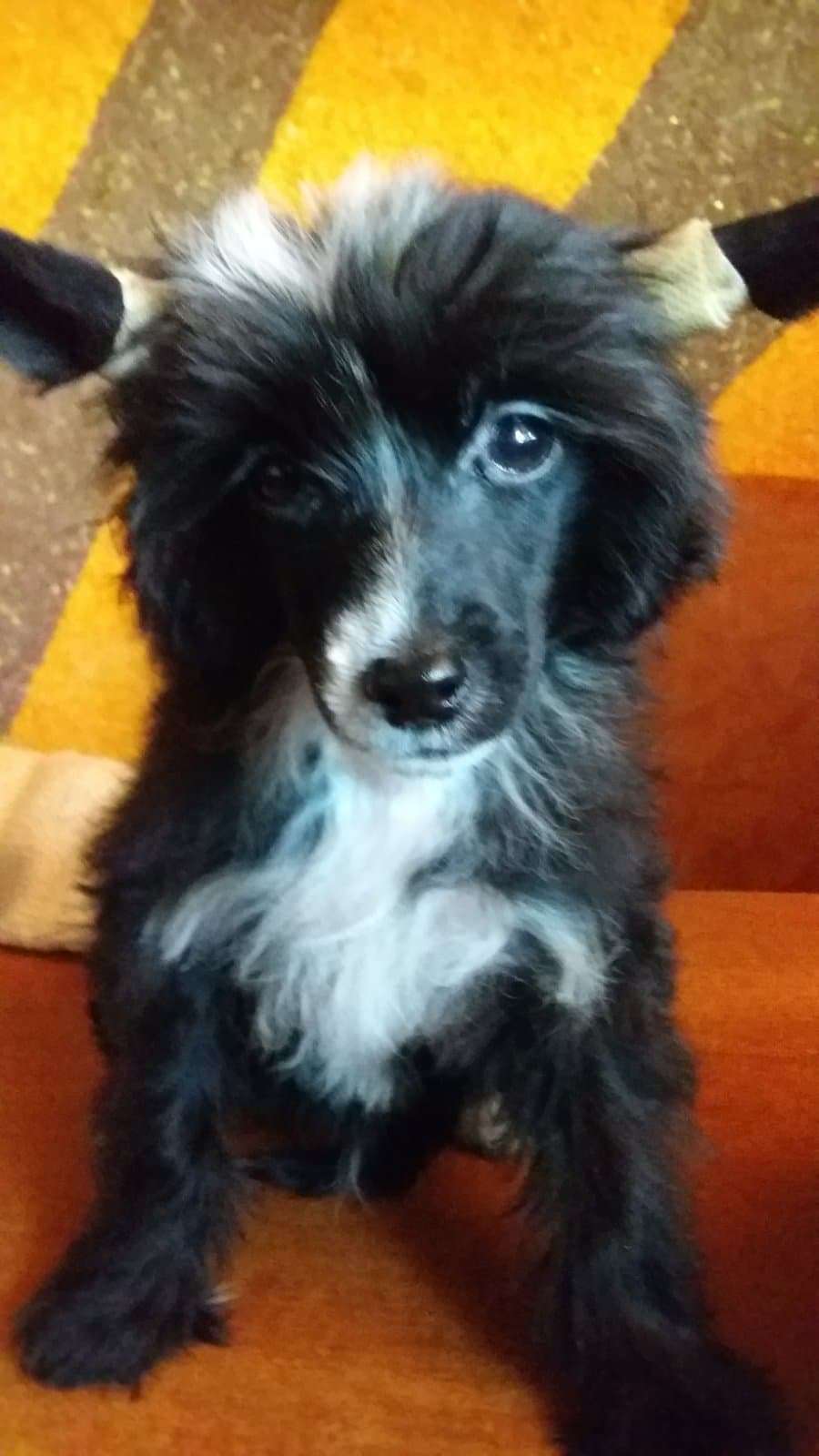 Beauty Incomparable Vinsent