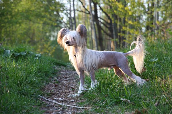 Sun Dan Special Glam Baby